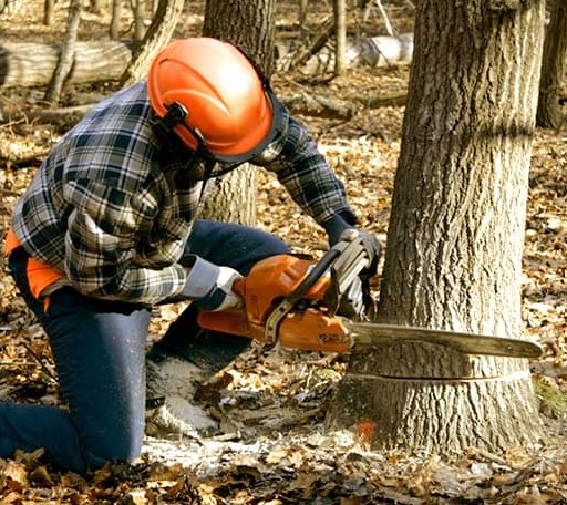 Tree Removal in Alna, ME